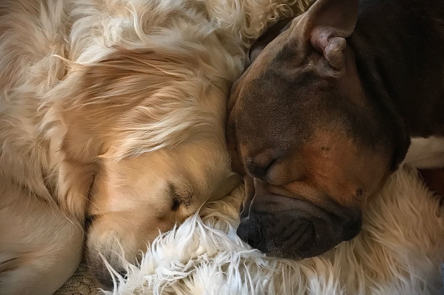 Two dogs laying down touching head to head