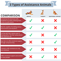 3 Types of Assistance Animals- Service, Therapy and Emotional Support