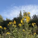 Authentic wildflowers outside
