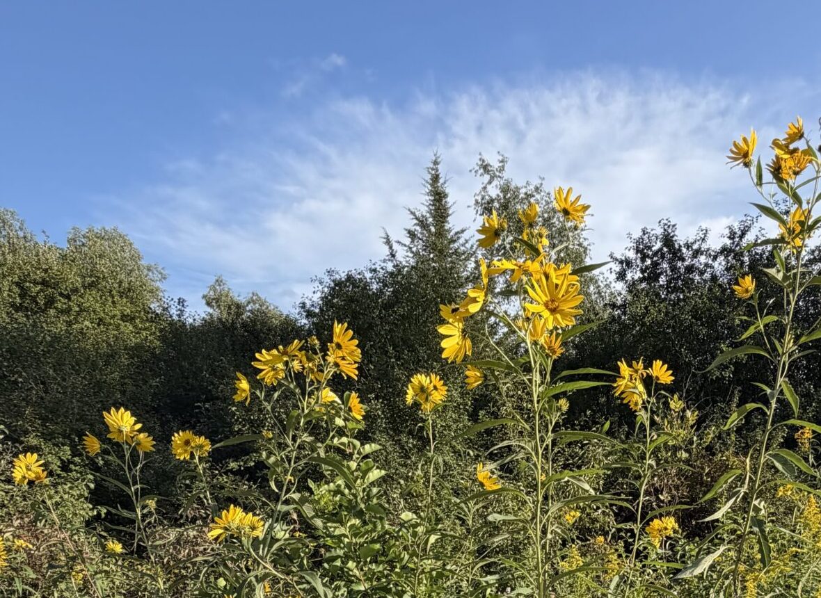 Authentic wildflowers outside